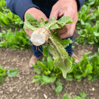 Chicorée Bio - L'Originale